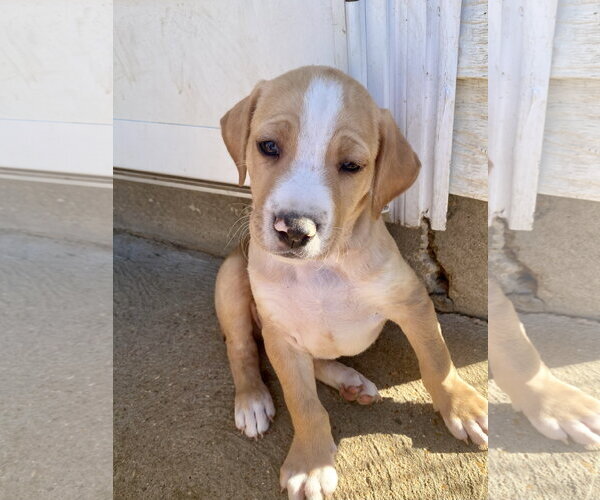 Medium Photo #2 Mutt Puppy For Sale in Hillsboro, MO, USA