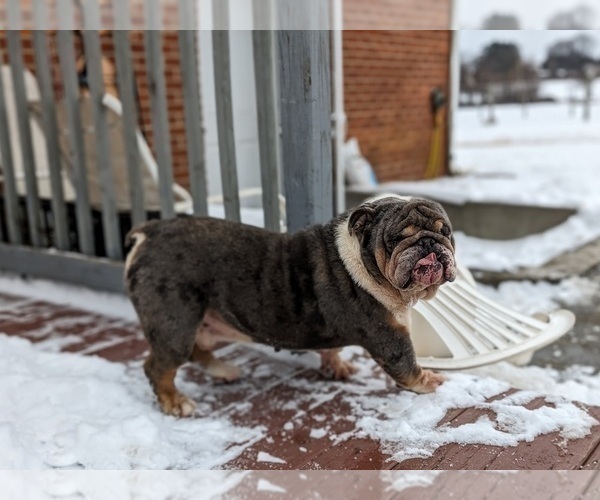 Medium Photo #1 English Bulldog Puppy For Sale in COCHRANVILLE, PA, USA