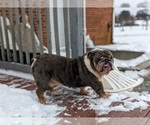 Small Photo #1 English Bulldog Puppy For Sale in COCHRANVILLE, PA, USA