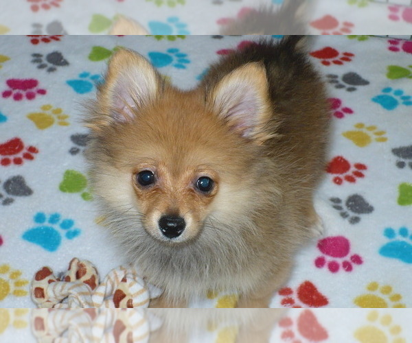Medium Photo #5 Pomeranian Puppy For Sale in ORO VALLEY, AZ, USA