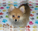 Small Photo #5 Pomeranian Puppy For Sale in ORO VALLEY, AZ, USA
