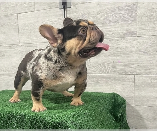 Medium Photo #7 French Bulldog Puppy For Sale in DEER PARK, NY, USA