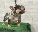 Small #6 French Bulldog