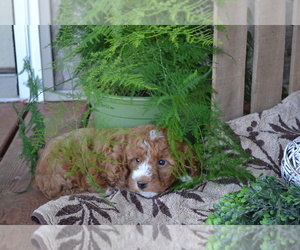 Cavapoo mix (+ Poodle Miniature) Litter for sale in GREENWOOD, WI, USA