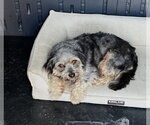 Small #7 Poodle (Miniature) Mix