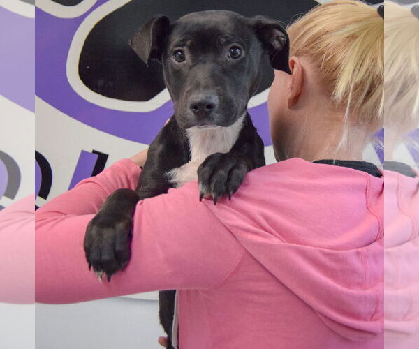 Medium Photo #7 American Staffordshire Terrier-Unknown Mix Puppy For Sale in Huntley, IL, USA