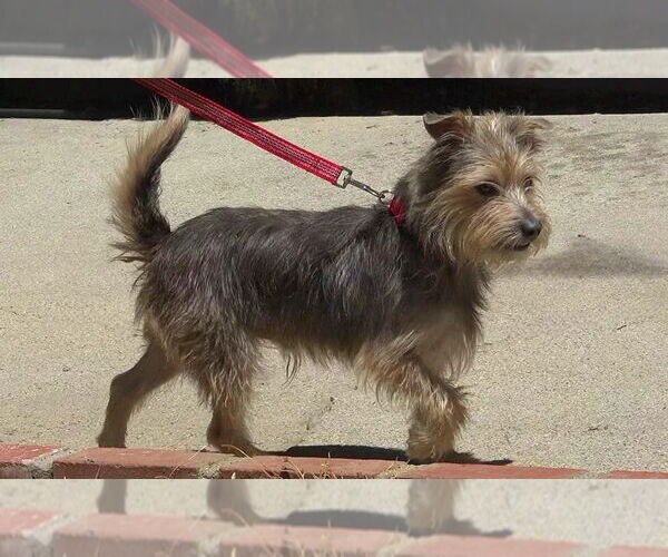Medium Photo #1 Mutt Puppy For Sale in Marina Del Rey, CA, USA