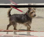 Small Mutt