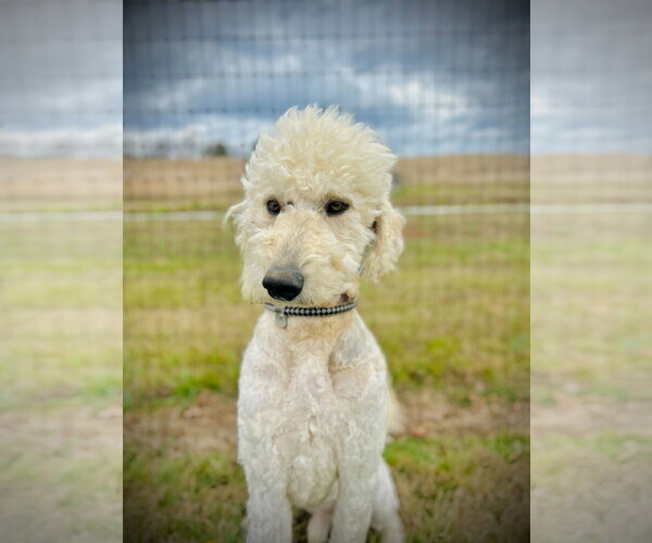 Medium Photo #6 Goldendoodle Puppy For Sale in Pacolet, SC, USA
