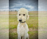 Small #5 Goldendoodle