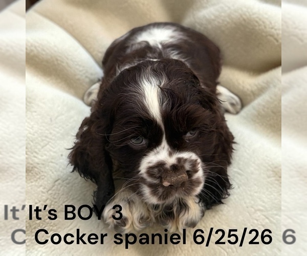 Medium Photo #6 Cocker Spaniel Puppy For Sale in MONTPELIER, OH, USA