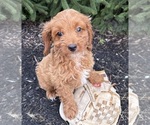 Small #2 Cavapoo mix (+ Poodle Miniature)