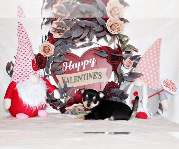 Medium Photo #2 Chihuahua Puppy For Sale in CHARLESTON, AR, USA