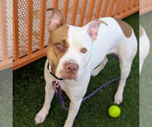 Mutt Dogs for adoption in Las Vegas, NV, USA