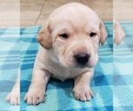 Small #15 Labrador Retriever