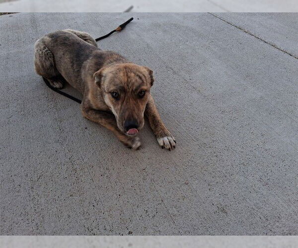 Medium Photo #1 German Shepherd Dog-Unknown Mix Puppy For Sale in Pueblo, CO, USA