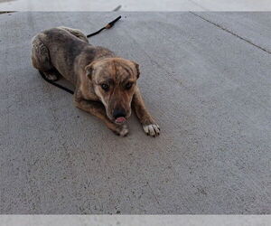 German Shepherd Dog-Unknown Mix Dogs for adoption in Pueblo, CO, USA