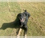 Small #1 Coonhound-Labrador Retriever Mix