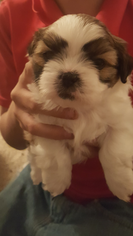 Shih-Poo Puppy for sale in GREEN VALLEY, AZ, USA