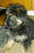 Small Photo #2 German Shepherd Dog Puppy For Sale in CHICAGO HEIGHTS, IL, USA
