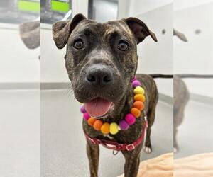 Mutt Dogs for adoption in San Francisco, CA, USA