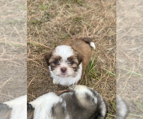 Medium Photo #76 Shih Tzu Puppy For Sale in VENETA, OR, USA