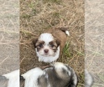 Small Photo #76 Shih Tzu Puppy For Sale in VENETA, OR, USA