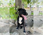 Small #11 Labrador Retriever Mix