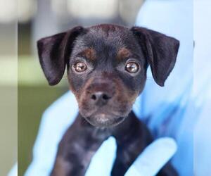 Chihuahua-Unknown Mix Dogs for adoption in San Antonio, TX, USA