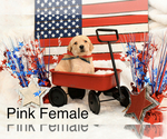 Small Photo #3 Labradoodle Puppy For Sale in HEMET, CA, USA