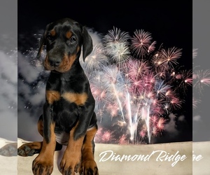 Doberman Pinscher Puppy for sale in WINAMAC, IN, USA