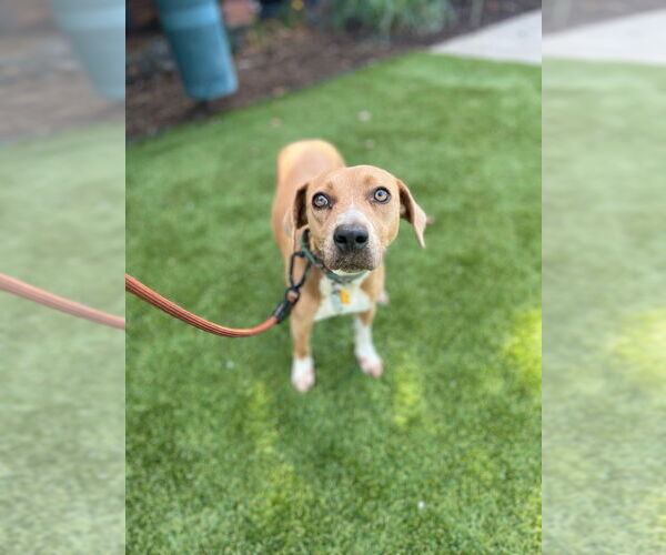 Medium Photo #2 Coonhound-Rhodesian Ridgeback Mix Puppy For Sale in Raleigh, NC, USA