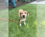 Small #1 Coonhound-Rhodesian Ridgeback Mix