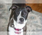 Small #3 American Pit Bull Terrier Mix