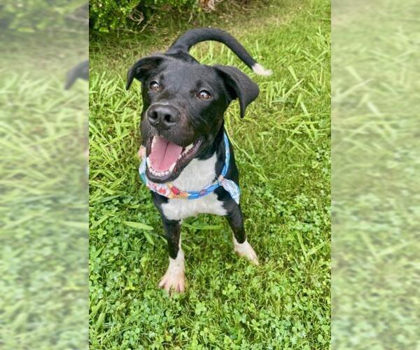 Medium Photo #2 Labrador Retriever-Unknown Mix Puppy For Sale in Tulsa, OK, USA