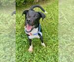 Small #1 Labrador Retriever Mix
