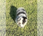 Small #10 Shetland Sheepdog