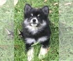 Small Photo #32 Pomsky Puppy For Sale in BAXTER, TN, USA