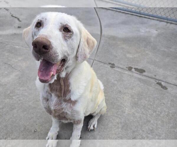Medium Photo #1 Labrador Retriever Puppy For Sale in Martinez, CA, USA
