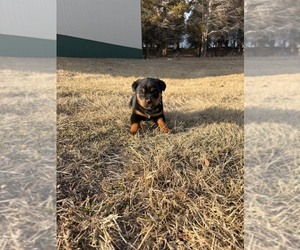Bernese Mountain Dog-Rottweiler Mix Puppy for sale in SHEFFIELD, IL, USA