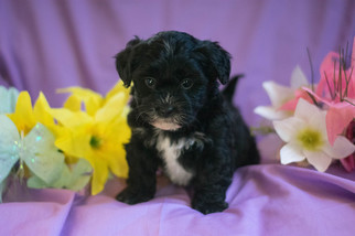 Shih-Poo Puppy for sale in CUYAHOGA FALLS, OH, USA