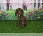 Small Photo #1 Poodle (Toy) Puppy For Sale in CHANUTE, KS, USA