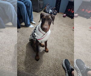 Doberman Pinscher Dogs for adoption in Minneaoplis, MN, USA