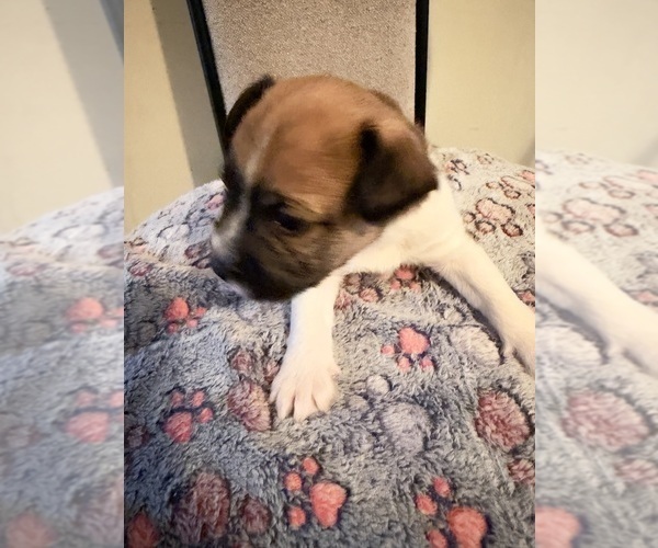 Medium Photo #2 Boston Terrier-Jack Russell Terrier Mix Puppy For Sale in LONDONDERRY, NH, USA