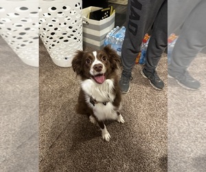 Mother of the Australian Shepherd puppies born on 05/29/2025