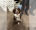 Small Photo #1 Australian Shepherd Puppy For Sale in JAY, OK, USA