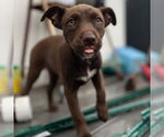 Small #1 Dachshund-Labrador Retriever Mix