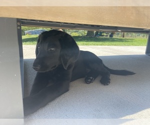 Labradoodle Puppy for sale in CHARITON, IA, USA