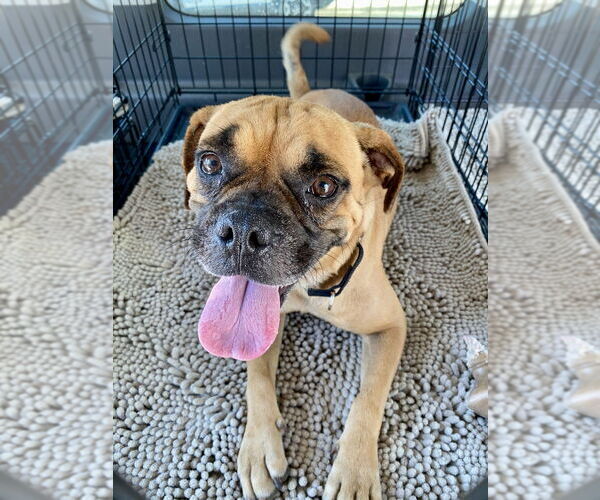 Medium Photo #3 Boxer Puppy For Sale in Austin, TX, USA