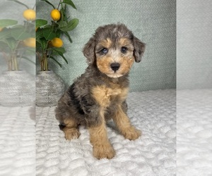 Bernedoodle (Miniature) Puppy for sale in FRANKLIN, IN, USA